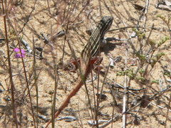 Acanthodactylus erythrurus
