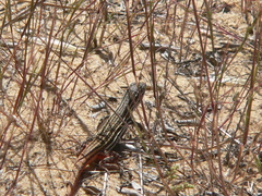 Acanthodactylus erythrurus