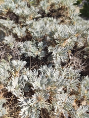 Astragalus arnacanthoides