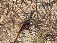 Acanthodactylus erythrurus