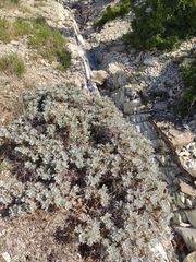 Astragalus arnacanthoides
