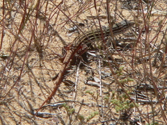 Acanthodactylus erythrurus