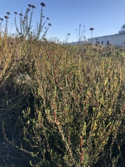 Cliffortia ericifolia