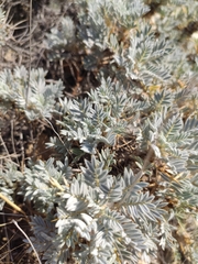 Astragalus arnacanthoides