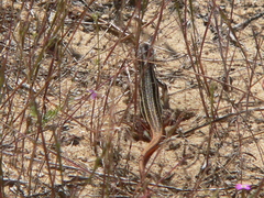 Acanthodactylus erythrurus