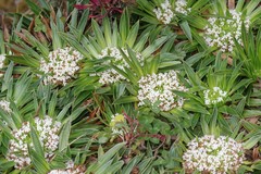 Valeriana rigida