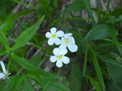 Ranunculus aconitifolius