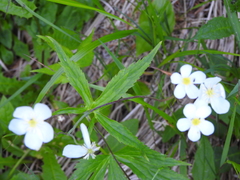 Ranunculus aconitifolius