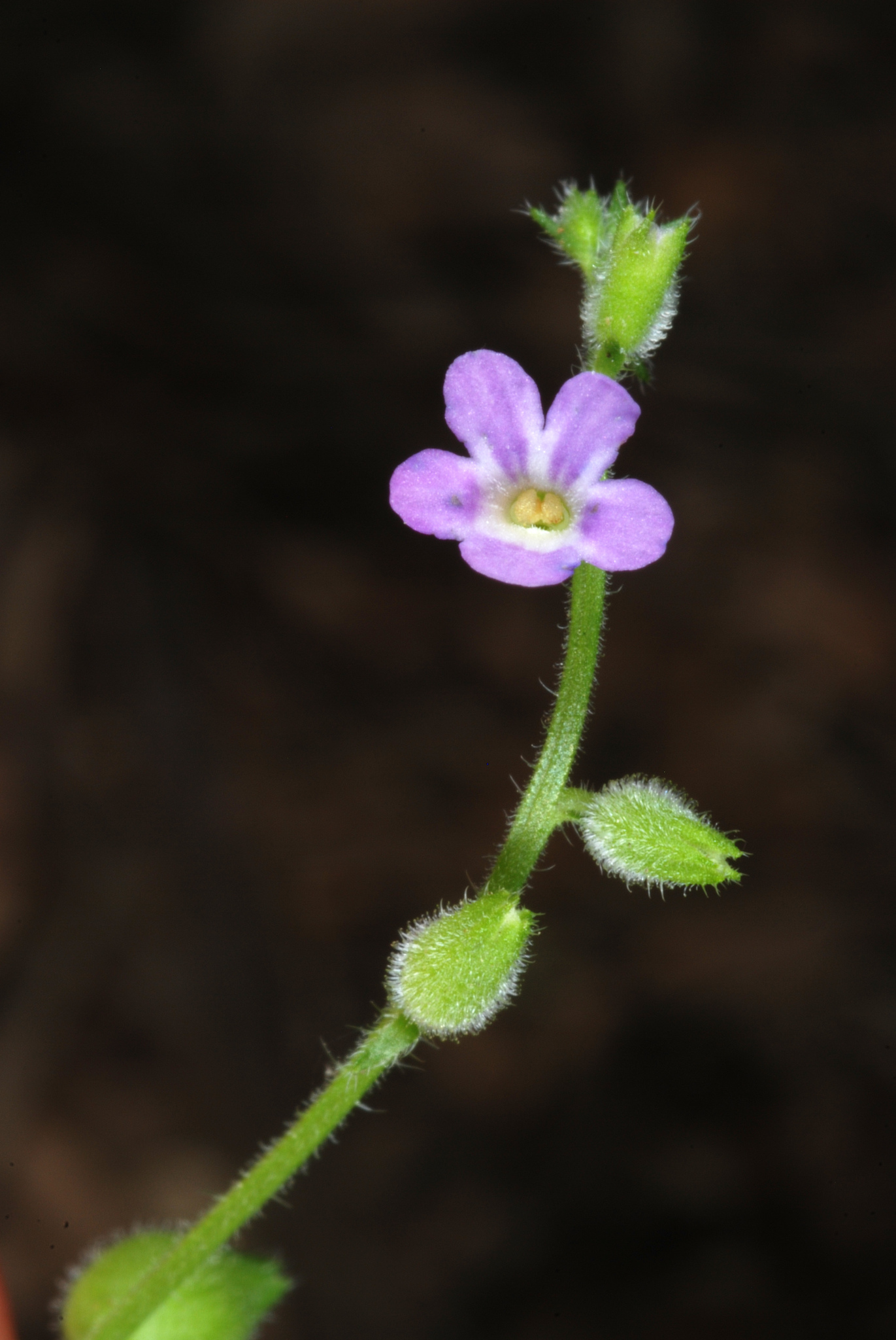 Priva lappulacea
