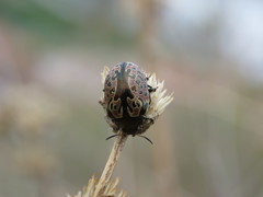 Calligrapha multipustulata