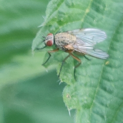 Helina depuncta