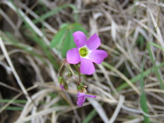 Oxalis decaphylla