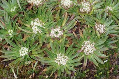 Valeriana rigida