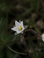 Spergula