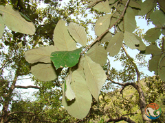 Quercus liebmannii