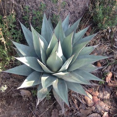 Agave applanata
