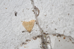 Hahncappsia pergilvalis