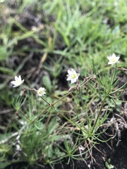 Spergula