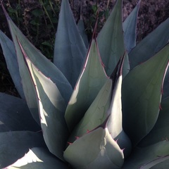 Agave applanata
