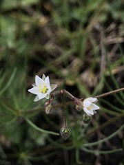 Spergula