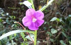 Impatiens irvingii