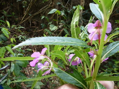 Impatiens irvingii