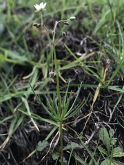 Spergula