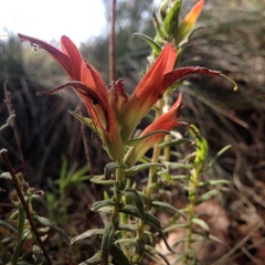 Castilleja auriculata