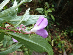 Impatiens irvingii