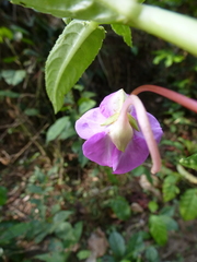 Impatiens irvingii