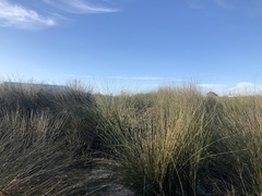 Thamnochortus spicigerus