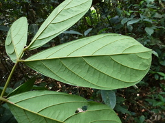 Leptoderris sassandrensis