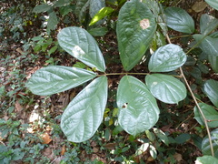 Leptoderris sassandrensis