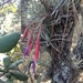 Tillandsia andrieuxii - Photo (c) Bodo Nuñez Oberg, some rights reserved (CC BY-NC), uploaded by Bodo Nuñez Oberg