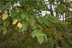Carpinus cordata