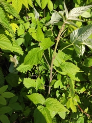 Rubus idaeus