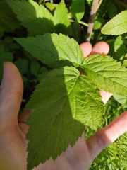 Rubus idaeus