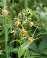Epipactis thunbergii