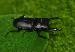 Dorcus rectus