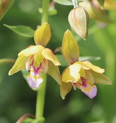 Epipactis thunbergii