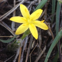 Hypoxis mexicana