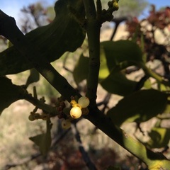Phoradendron velutinum