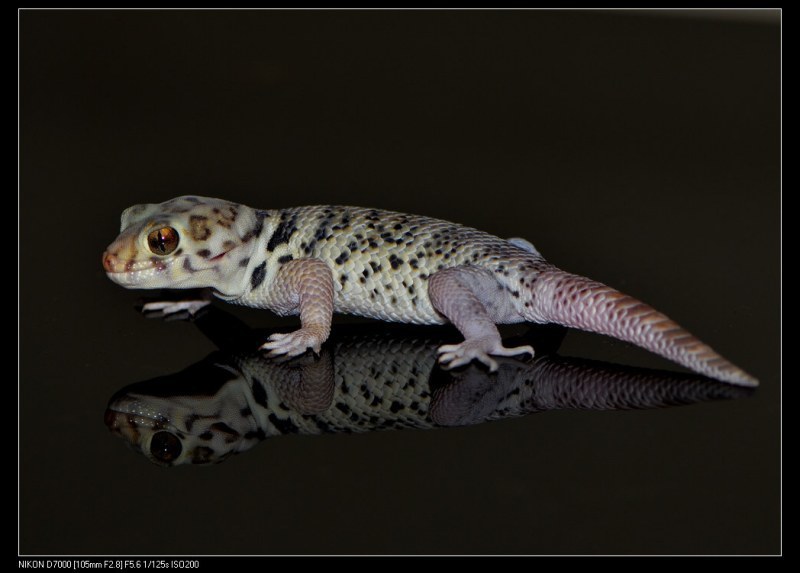 Frog-Eyed Gecko