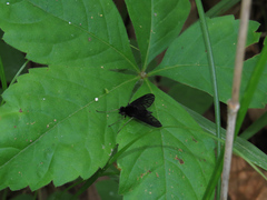 Chrysopilus velutinus