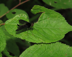 Chrysopilus connexus
