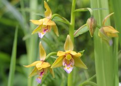 Epipactis thunbergii