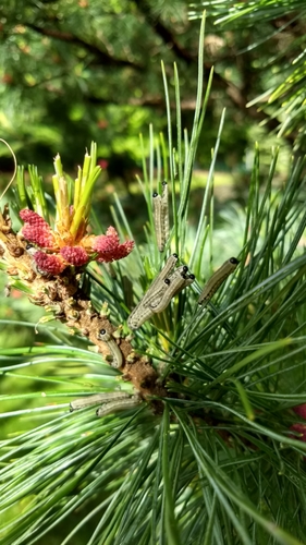 European Pine Sawfly photo 2