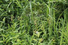 Epipactis thunbergii