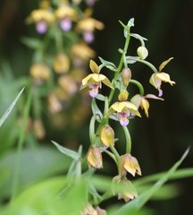 Epipactis thunbergii