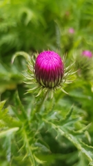 Carduus defloratus
